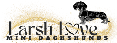 Larsh Love Miniature Dachshunds | "My Site"