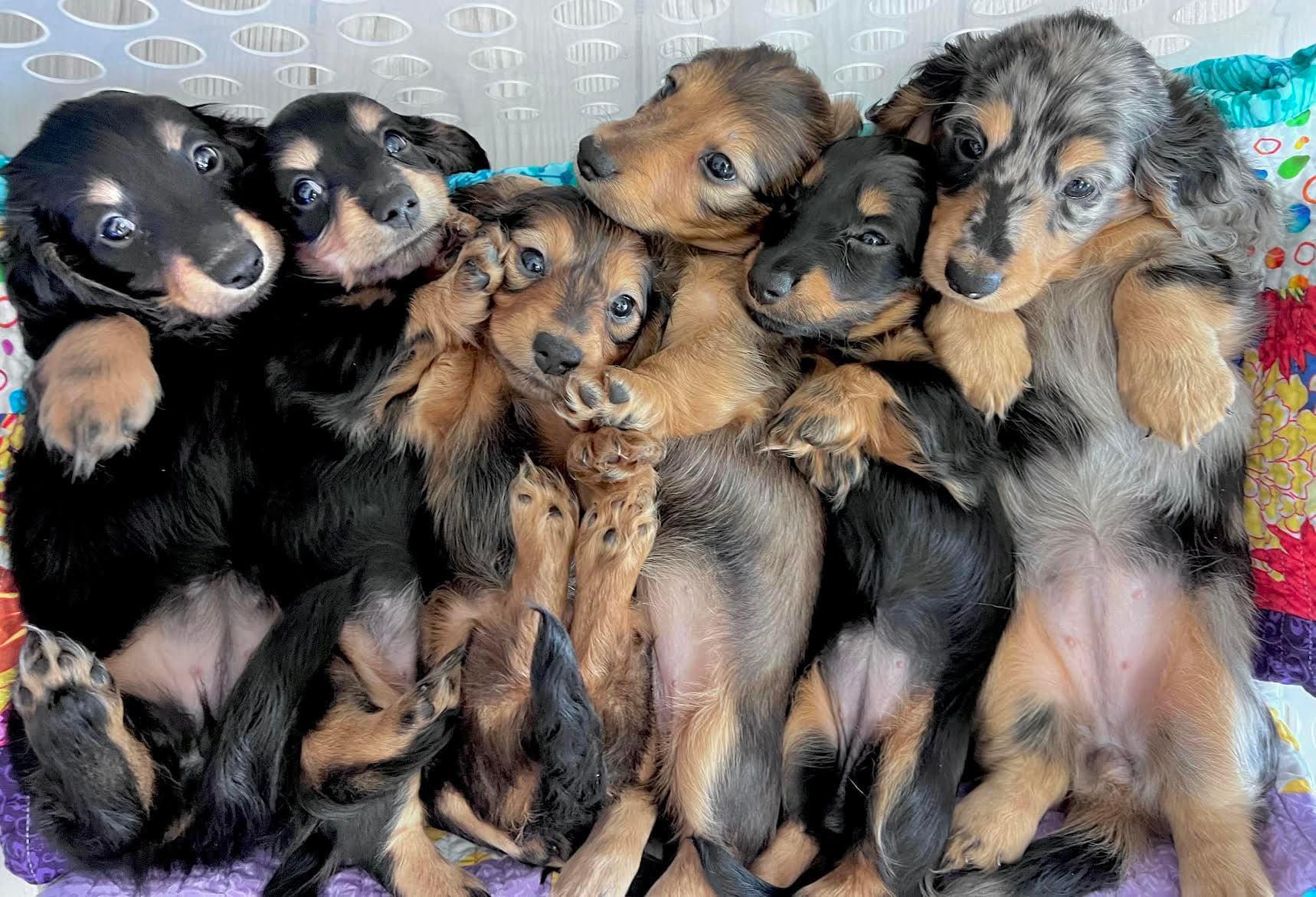 Long Haired and Smooth Miniature Dachshunds