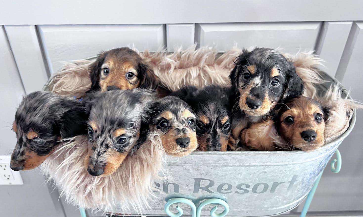 Lady + Cocoa 2024 Larsh Love Miniature Dachshunds